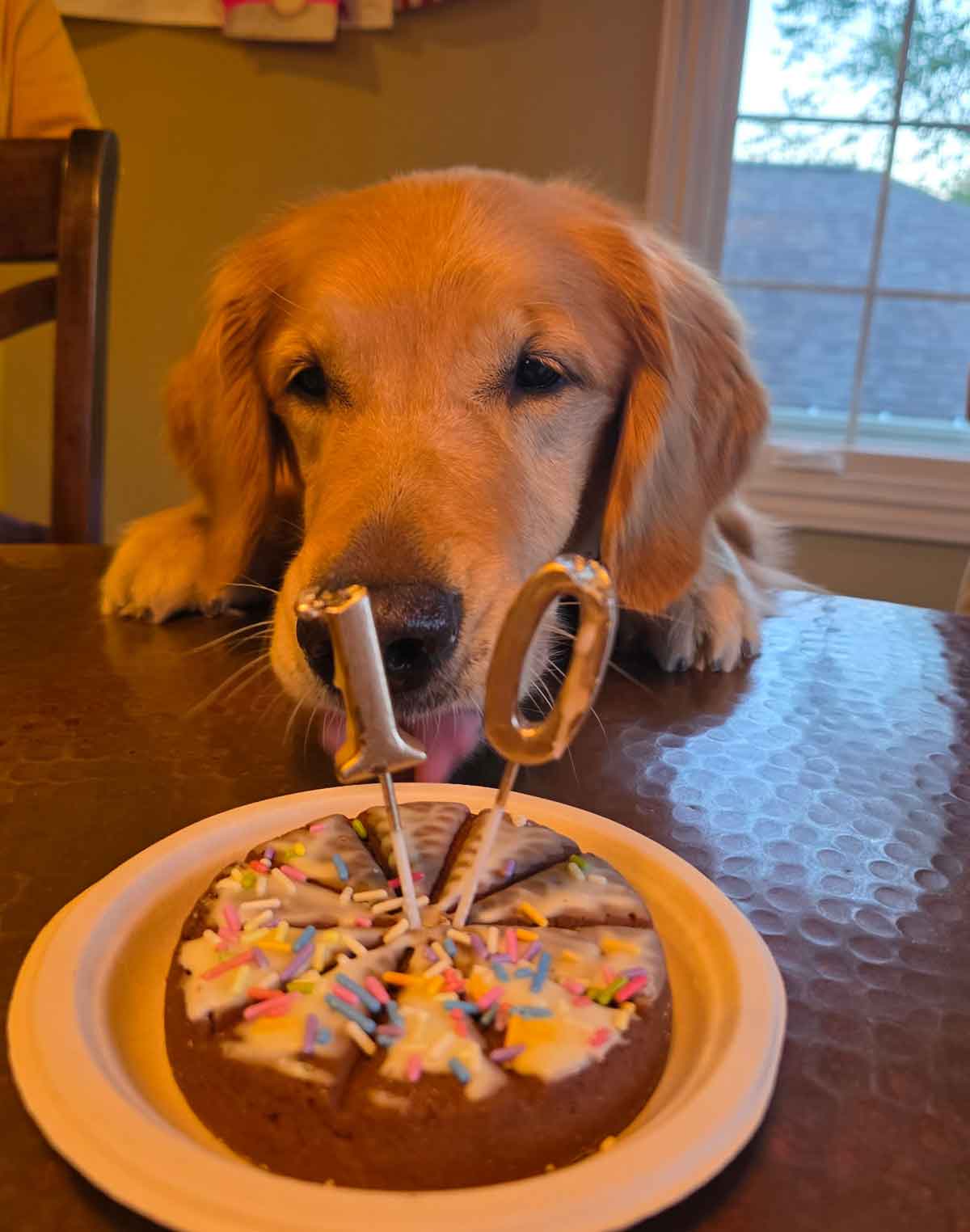 A golden retriever licking at a dog birthday cake with a number then candle in the middle.