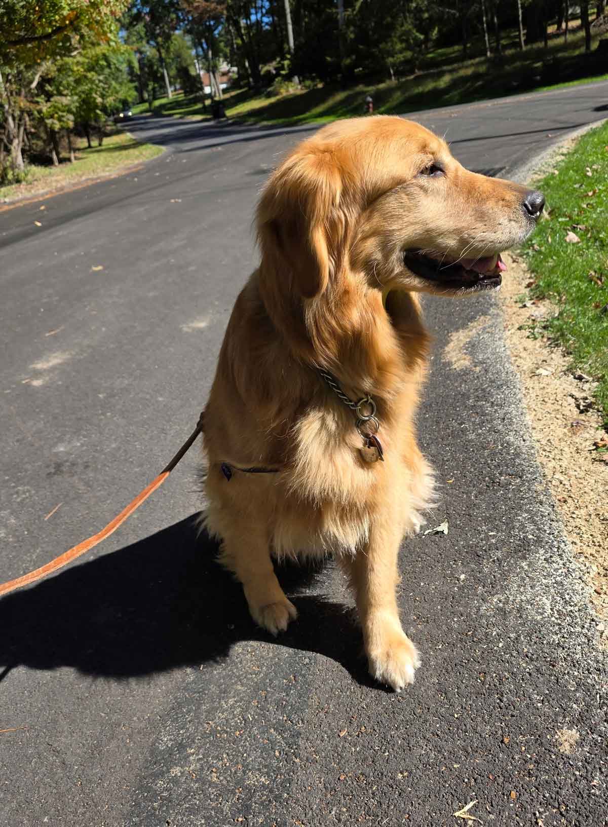 Golden retriever on a leash sitting at the side of a road during a walk.