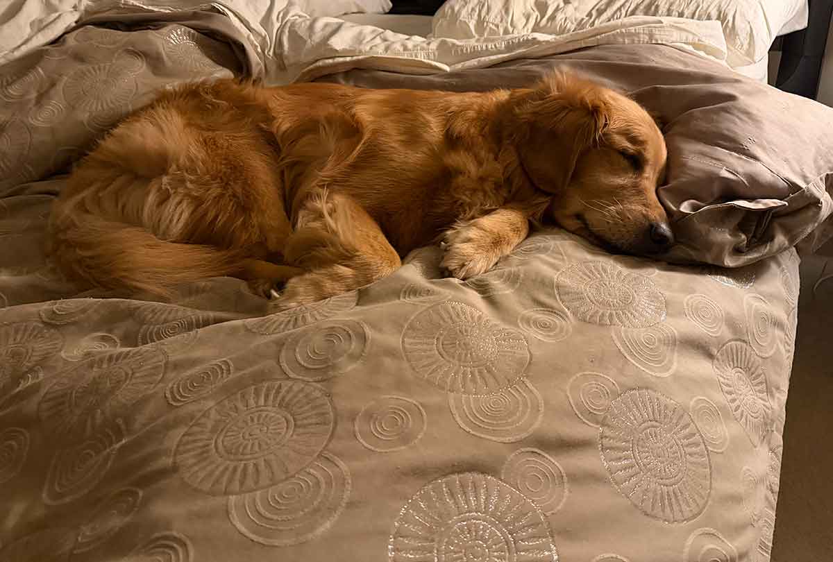 A golden retriever dog snuggled up on the top of a bed.